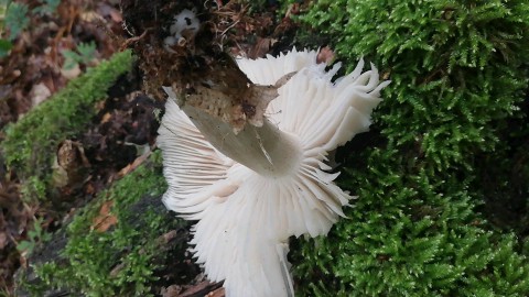 Megacollybia platyphylla