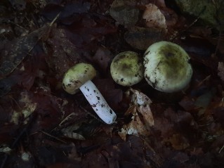 Russula violeipes