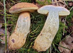 Hortiboletus bubalinus