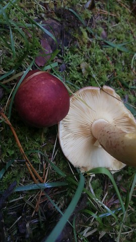 Tricholomopsis rutilans