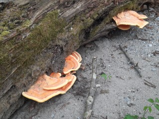 Laetiporus sulphureus