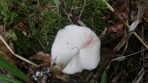 Pluteus petasatus