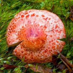 Cortinarius bolaris
