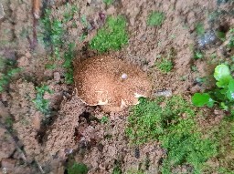 Gyroporus castaneus