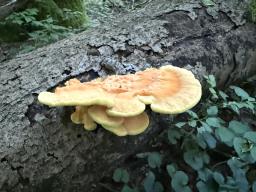 Laetiporus sulphureus