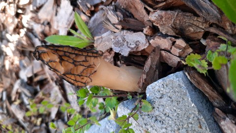 Morchella importuna