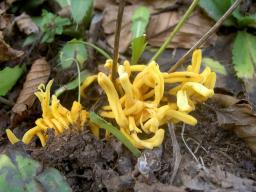 Clavulinopsis helvola