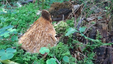 Tapinella atrotomentosa