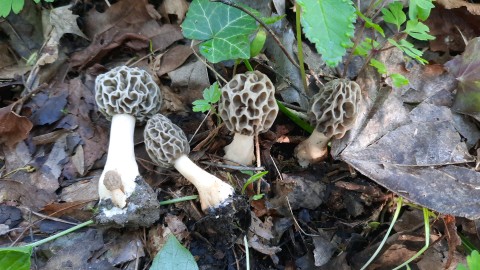 Morchella esculenta