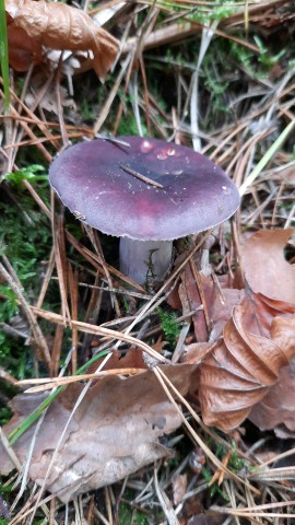 Russula sardonia