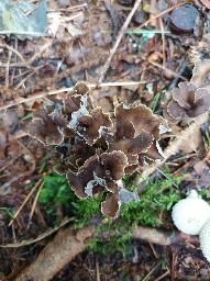 Craterellus undulatus