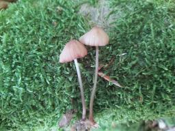 Mycena sanguinolenta