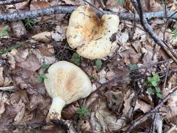 Lactarius scrobiculatus