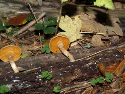 Gymnopilus sapineus