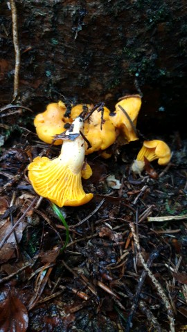 Cantharellus cibarius