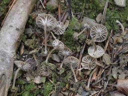 Lichenomphalia meridionalis