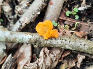 Tremella mesenterica