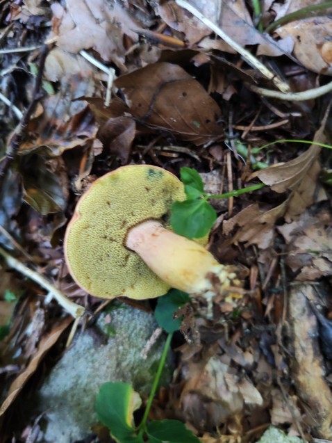 Rheubarbariboletus armeniacus
