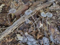 Mycena silvae-nigrae