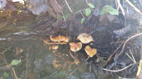 Flammulina velutipes