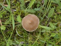 Inocybe fuscidula