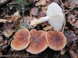 Leucopaxillus gentianeus