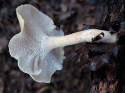 Lentinus brumalis