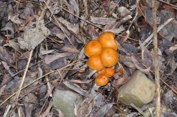 Flammulina velutipes