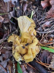 Cantharellus melanoxeros