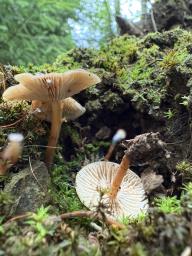 Gymnopus ocior