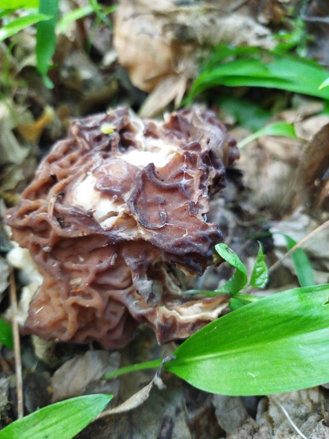 Gyromitra esculenta