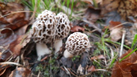 Morchella esculenta