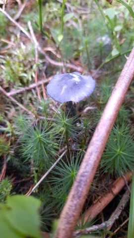 Entocybe nitida