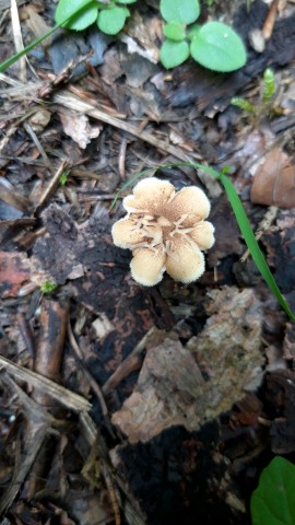 Polyporus