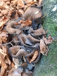 Craterellus cornucopioides