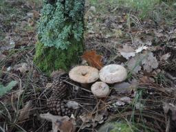 Lactarius sanguifluus