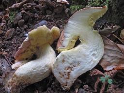 Hemileccinum depilatum