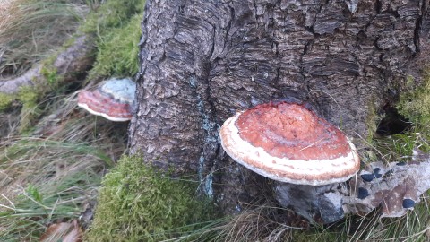 Fomitopsis pinicola