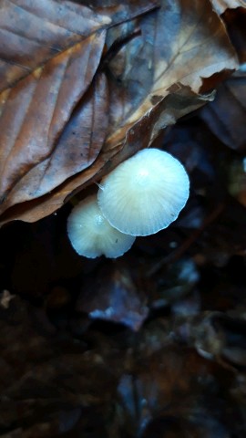 Mycena epipterygia