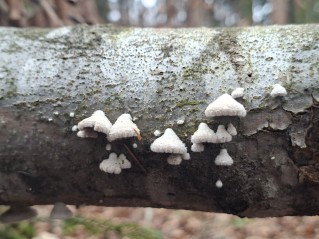 Schizophyllum commune