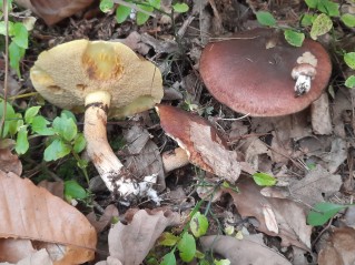 Suillus luteus