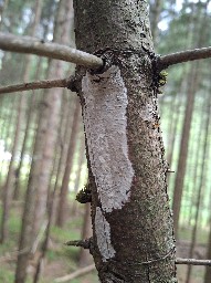 Sebacina calcea