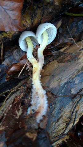 Mycena epipterygia