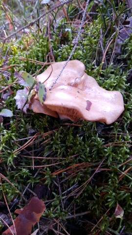 Paxillus involutus