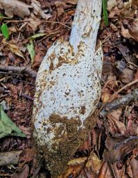 Amanita umbrinolutea