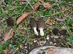 Morchella deliciosa