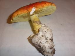 Amanita caesarea