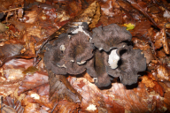 Craterellus cornucopioides