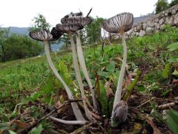 Coprinopsis lagopus