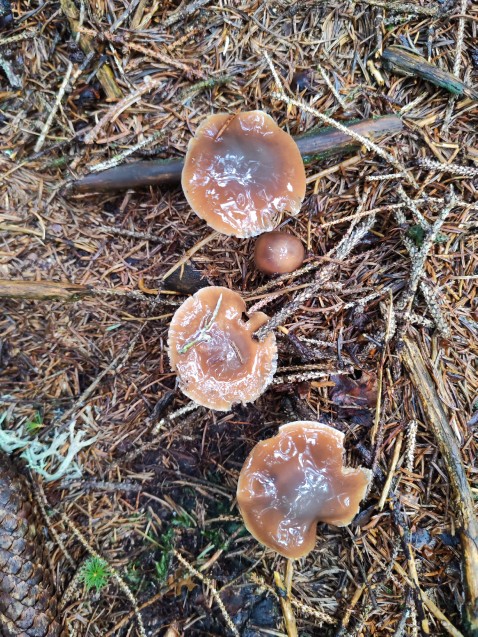 Cortinarius collinitus